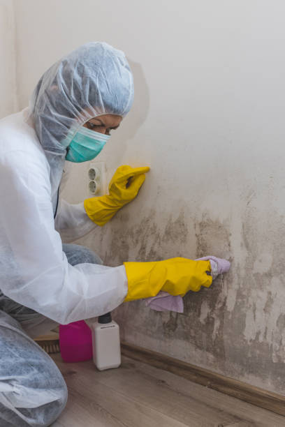 Best Mold-Related Health Consultation  in Charles City, IA