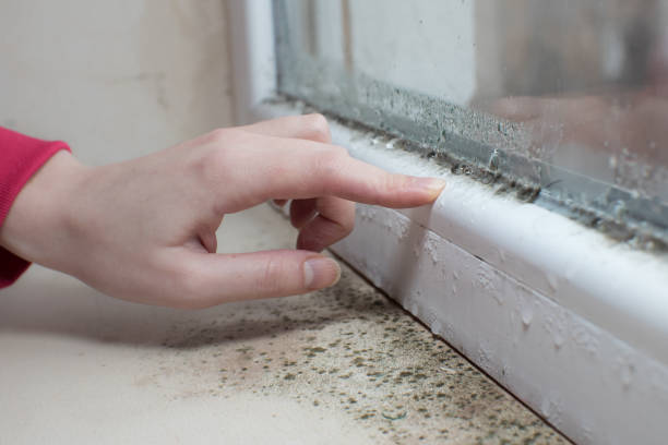 Best Mold Remediation for Healthcare Facilities  in Charles City, IA